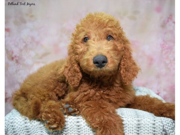 Goldendoodle--Female---Petland Fort Myers, Florida