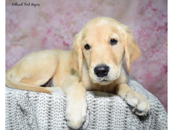 Golden Retriever--Female---Petland Fort Myers, Florida