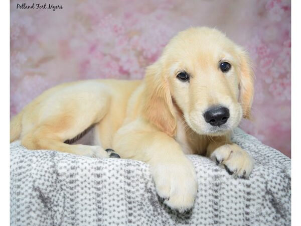 Golden Retriever--Female---Petland Fort Myers, Florida