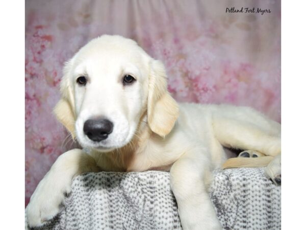 Golden Retriever--Male---Petland Fort Myers, Florida