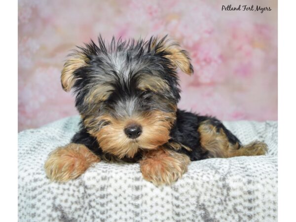 Yorkshire Terrier--Female---Petland Fort Myers, Florida