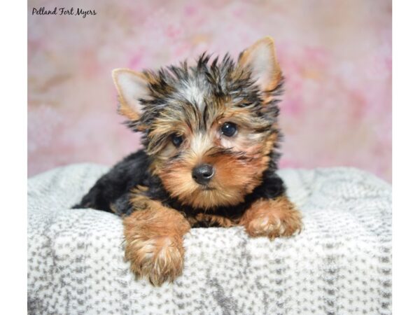 Yorkshire Terrier--Male---Petland Fort Myers, Florida