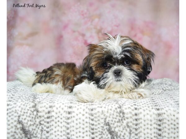 Shih Tzu--Female---Petland Fort Myers, Florida