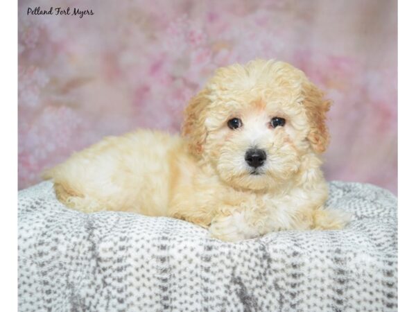 Bichapoo--Female---Petland Fort Myers, Florida