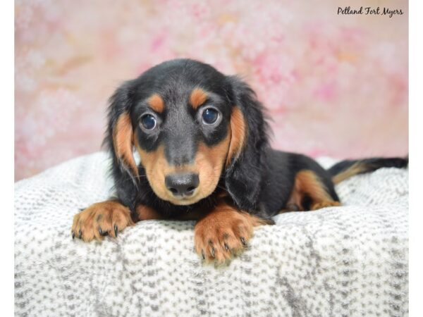 Dachshund--Male---Petland Fort Myers, Florida