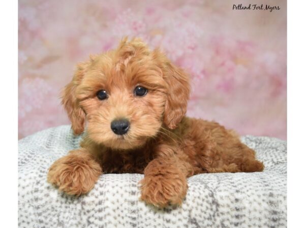 Poodle/Goldendoodle--Female---Petland Fort Myers, Florida
