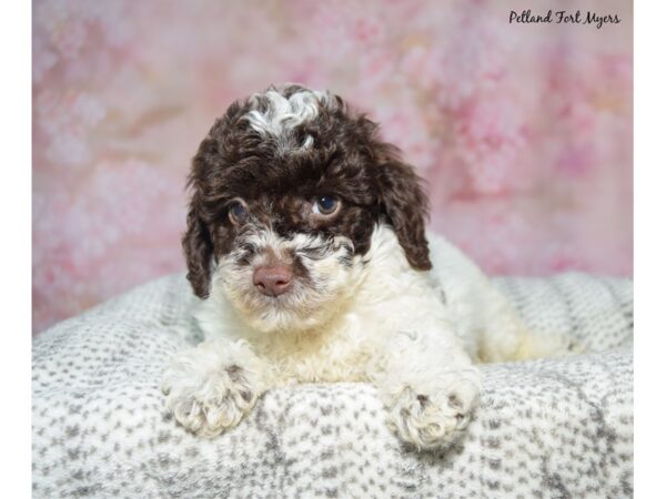 Miniature Poodle--Male---Petland Fort Myers, Florida