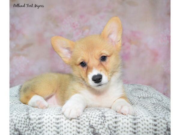 Pembroke Welsh Corgi--Female---Petland Fort Myers, Florida