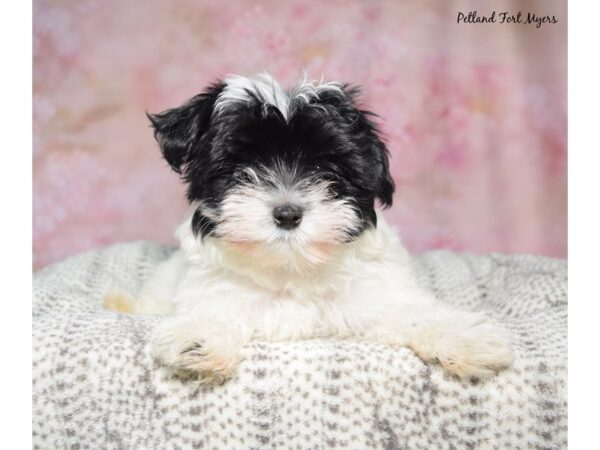 Morkie--Male---Petland Fort Myers, Florida