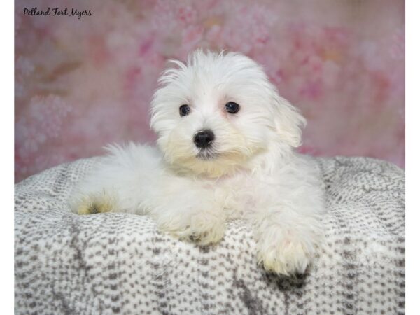 Maltese--Male---Petland Fort Myers, Florida