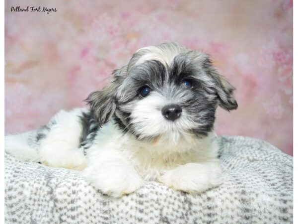 Havanese--Female---Petland Fort Myers, Florida