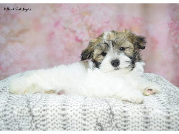 Havachon--Female---Petland Fort Myers, Florida