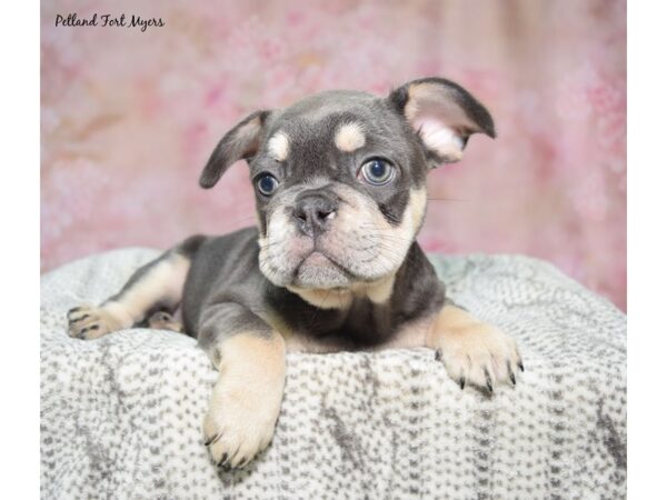 French Bulldog--Female---Petland Fort Myers, Florida