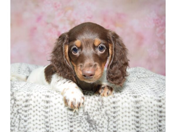Dachshund--Female---Petland Fort Myers, Florida