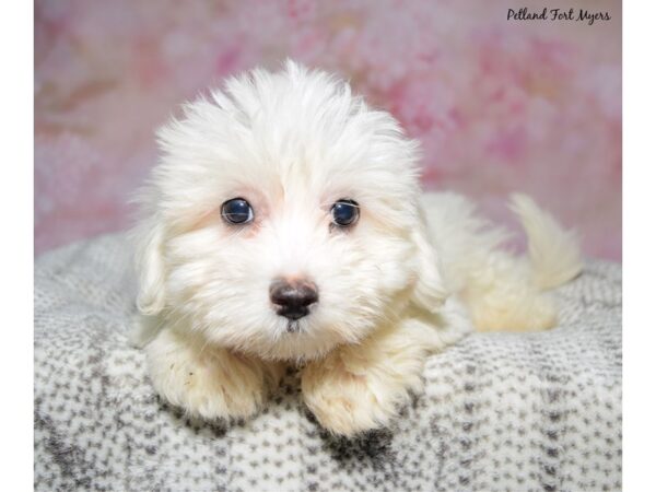 Coton De Tulear--Male---Petland Fort Myers, Florida