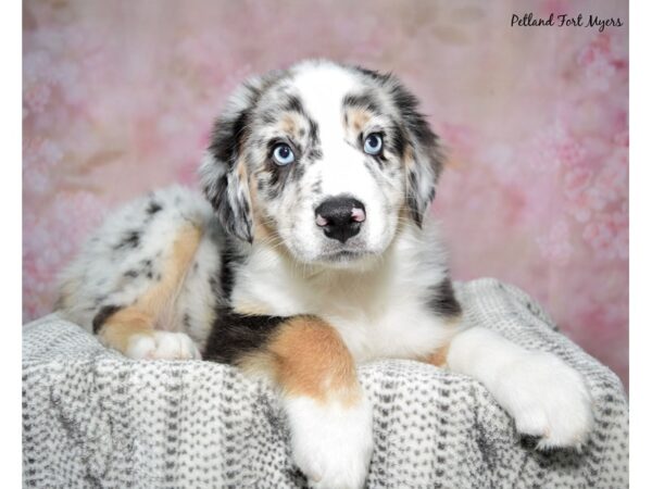 Australian Shepherd--Male---Petland Fort Myers, Florida