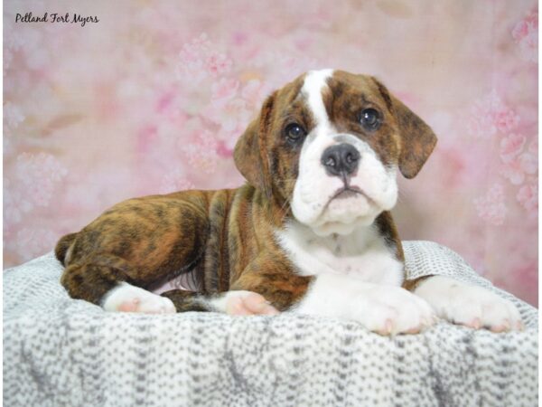 Beabull--Male---Petland Fort Myers, Florida