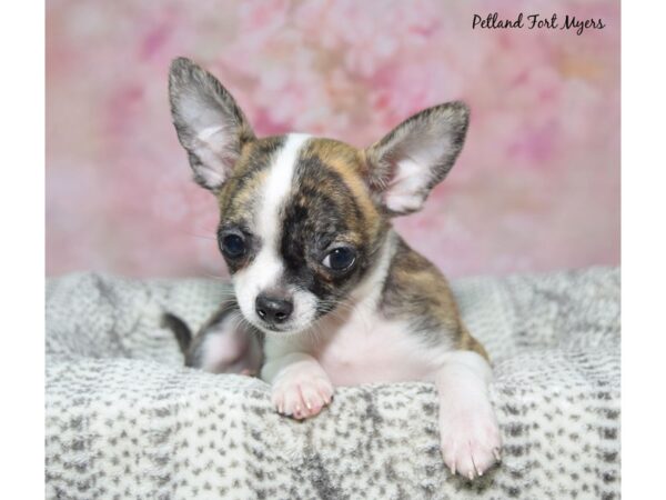 Chihuahua--Male---Petland Fort Myers, Florida