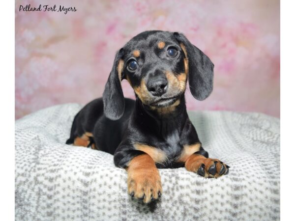 Dachshund--Male---Petland Fort Myers, Florida