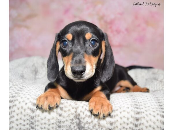 Dachshund--Female---Petland Fort Myers, Florida