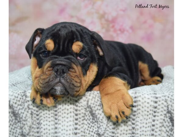 English Bulldog--Male---Petland Fort Myers, Florida