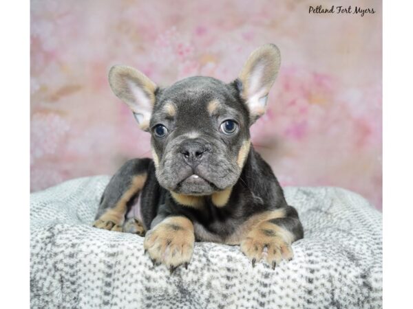 French Bulldog--Male---Petland Fort Myers, Florida