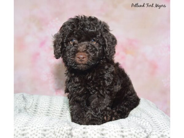 Goldendoodle--Male---Petland Fort Myers, Florida