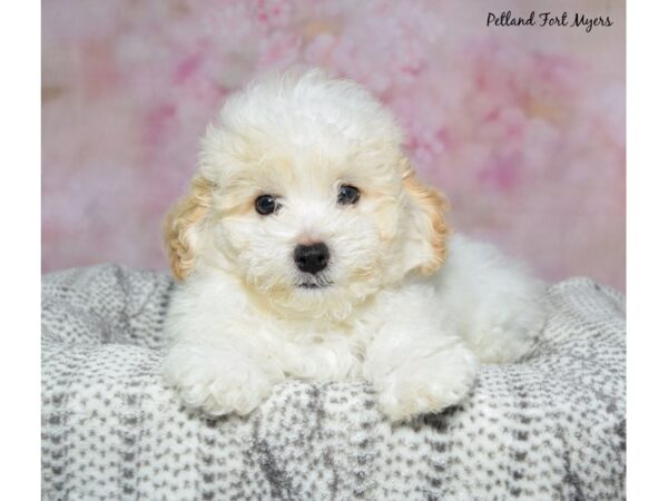 Havanese--Male---Petland Fort Myers, Florida
