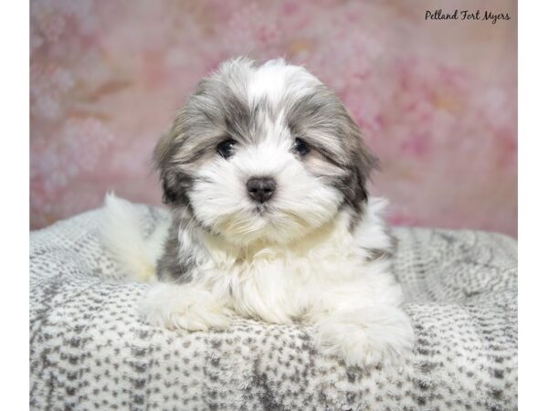 Maltshi--Male---Petland Fort Myers, Florida