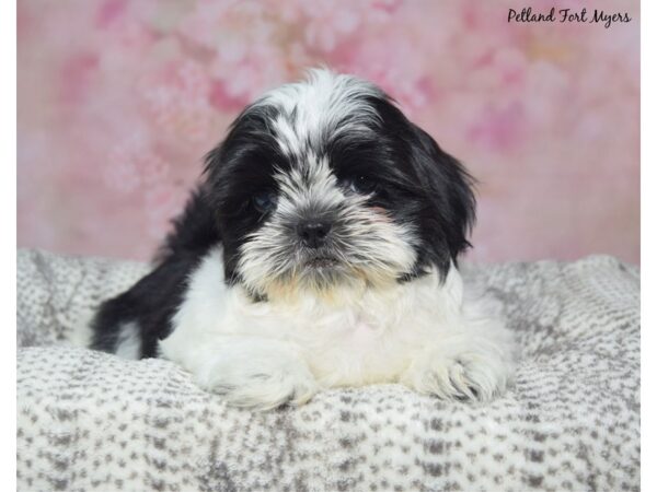Maltshi--Female---Petland Fort Myers, Florida