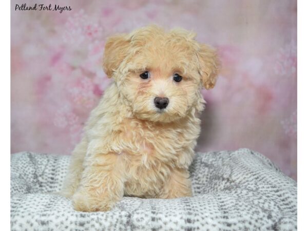 Maltipoo--Male---Petland Fort Myers, Florida