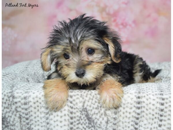 Yorkiepoo--Female---Petland Fort Myers, Florida