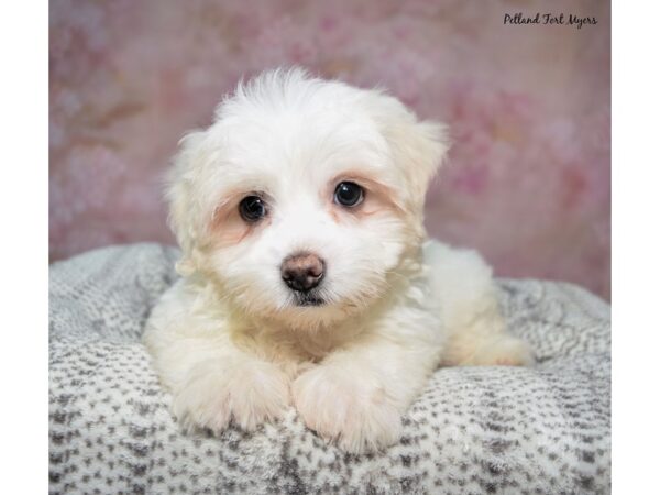 Coton De Tulear--Male---Petland Fort Myers, Florida