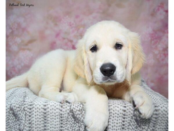 Golden Retriever--Male---Petland Fort Myers, Florida