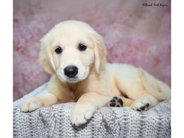 Golden Retriever--Female---Petland Fort Myers, Florida