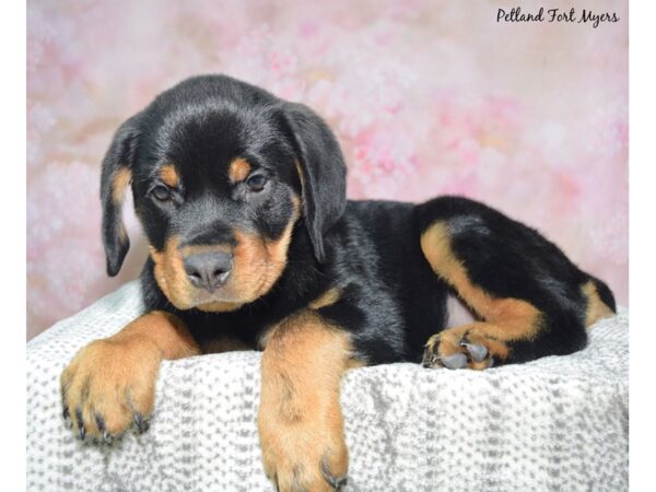Rottweiler--Female---Petland Fort Myers, Florida
