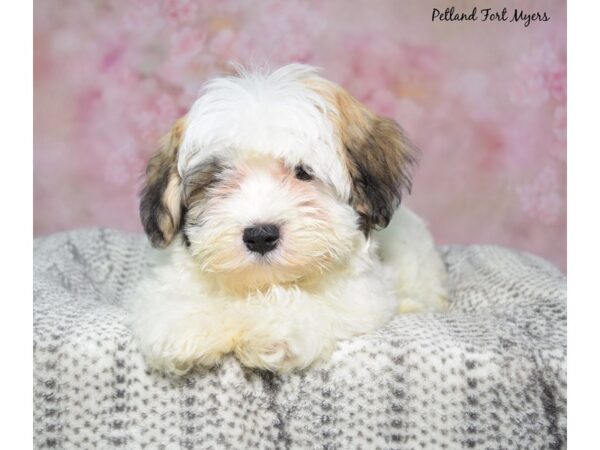 Havanese--Male---Petland Fort Myers, Florida