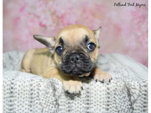 French Bulldog--Female---Petland Fort Myers, Florida