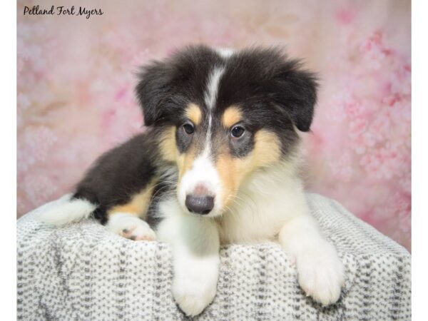 Collie--Male---Petland Fort Myers, Florida