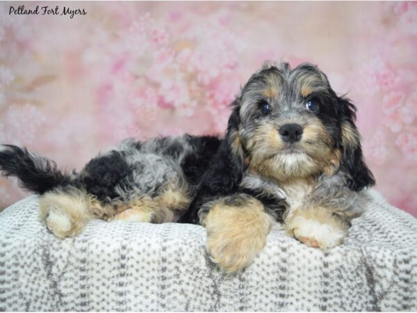 Cavapoo--Male---Petland Fort Myers, Florida