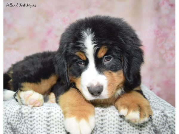 Bernese Mountain Dog--Female---Petland Fort Myers, Florida