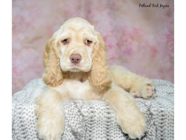 Cocker Spaniel--Male---Petland Fort Myers, Florida