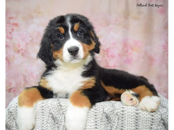 Bernese Mountain Dog--Female---Petland Fort Myers, Florida