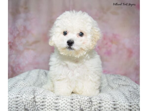 Bichapoo--Male---Petland Fort Myers, Florida