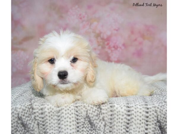 Cavachon--Male---Petland Fort Myers, Florida