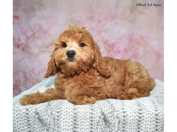 Goldendoodle--Female---Petland Fort Myers, Florida