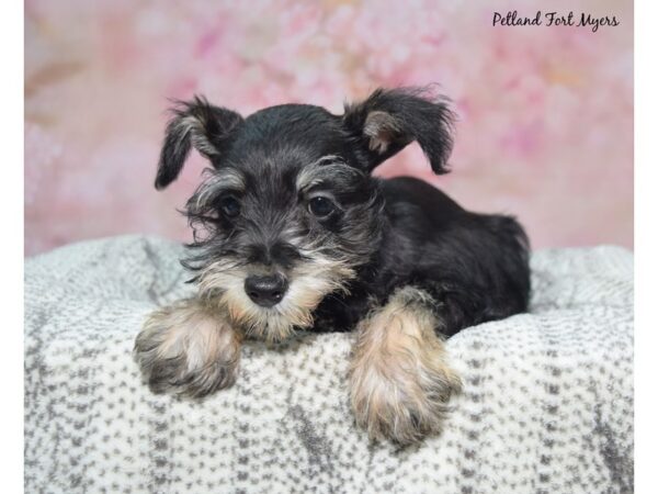 Miniature Schnauzer--Female---Petland Fort Myers, Florida