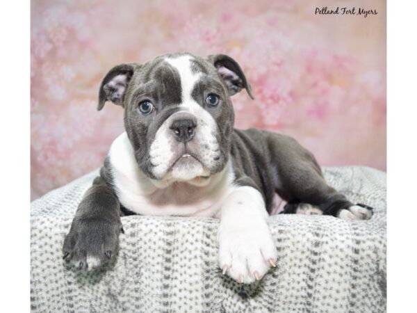Victorian Bulldog--Female---Petland Fort Myers, Florida