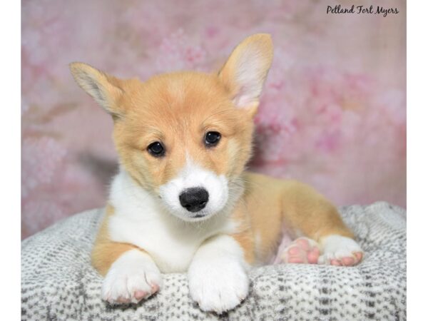 Pembroke Welsh Corgi--Male---Petland Fort Myers, Florida