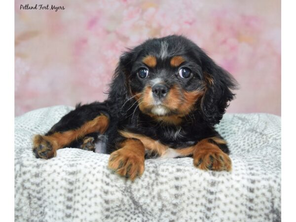 Cavalier King Charles Spaniel--Male---Petland Fort Myers, Florida